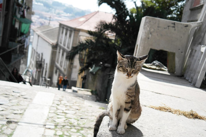 Petit chat rencontré dans la rue