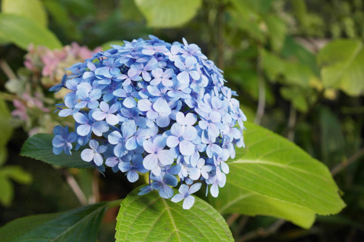 Hortensia