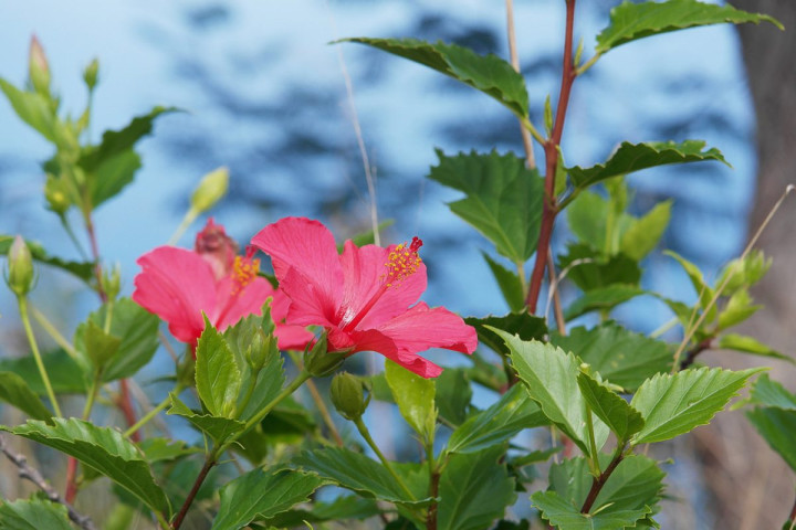 Hibiscus