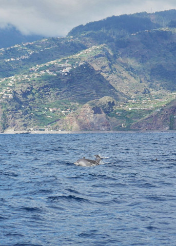 A la recherche de dauphins