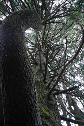 Arbre au tronc tortueux