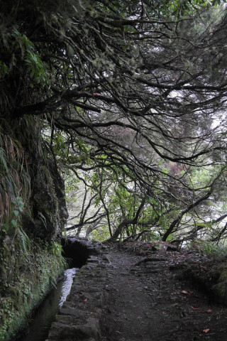 Marcher le long d'une levada sous les branches des arbres