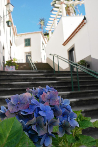 Hortensia au soleil