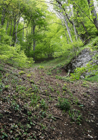 Balade en forêt au parc national de Plitvice