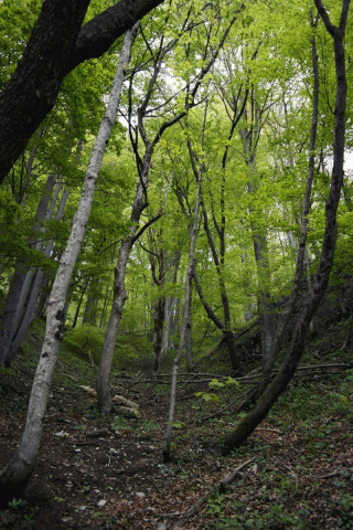 Balade en forêt au parc national de Plitvice