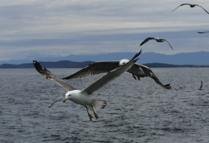 Mouettes qui suivaient le bateau pour les îles Kornati