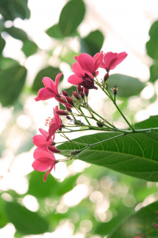 Petites fleurs fuschia