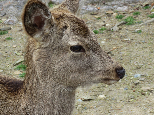 Jeune daim à Nara