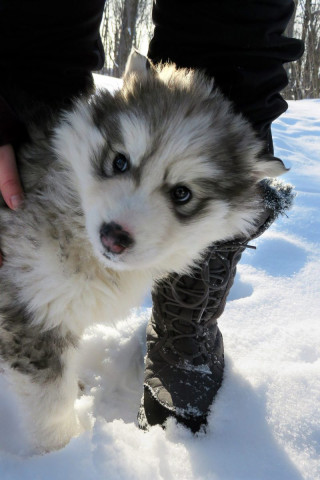 Wannabe, un bébé chien de traineau