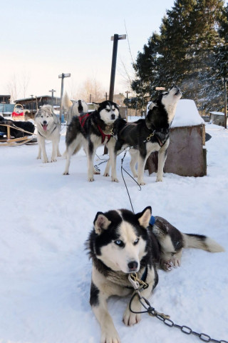 Avant la sortie en chiens de traineau