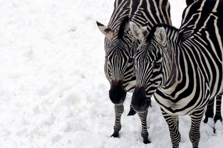 Zèbres dans la neige