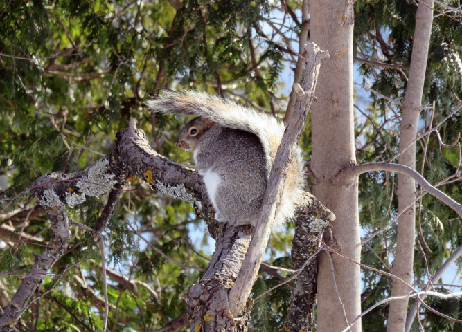 Écureuil au parc de la Chute-Montmorency