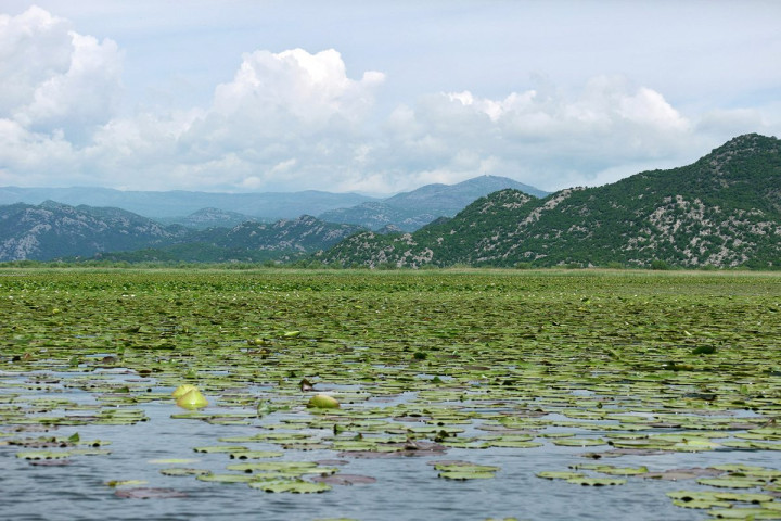 Etendue de nénuphars au lac de Skadar