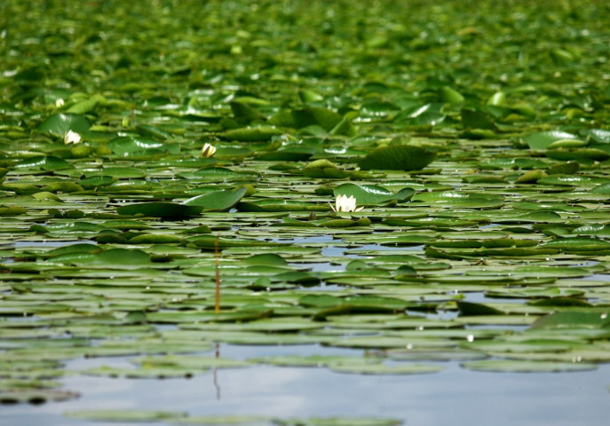 Fleurs de nénuphars au parc national du lac de Skadar