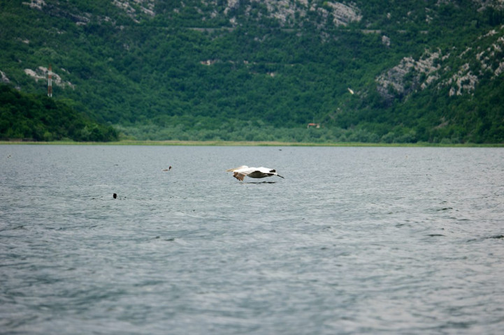 Un pélican dalmatien rasant la surface du lac de Skadar