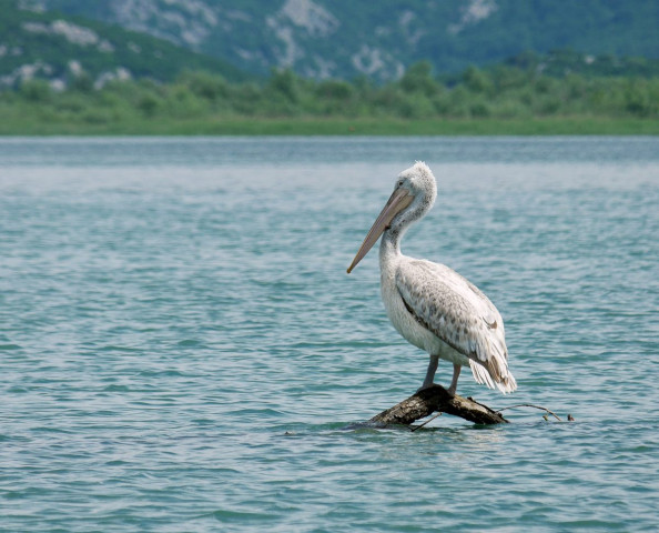 Approcher un pélican dalmation d'aussi prêt est assez rare au parc national du lac de Skadar